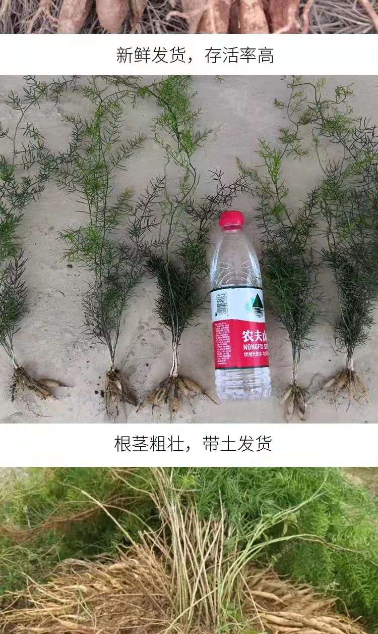 天门冬苗 优质云南大天冬种苗天门冬种苗良种天冬苗提供技术指导