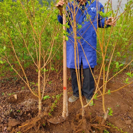 恭城县 李子树苗盆栽地栽四季果树苗南方北方种植当年结果嫁接李子