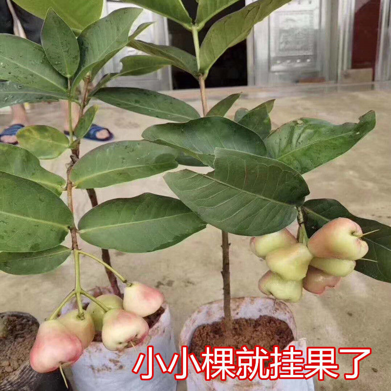 莲雾树苗四季新品种嫁接黑金刚莲雾苗盆栽地栽南北方种植当年结果