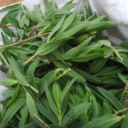 25年新货山苜楂  山菜，山苜蓿，邮费买家自理
