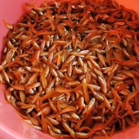  红鲤鱼苗红鲤鱼苗