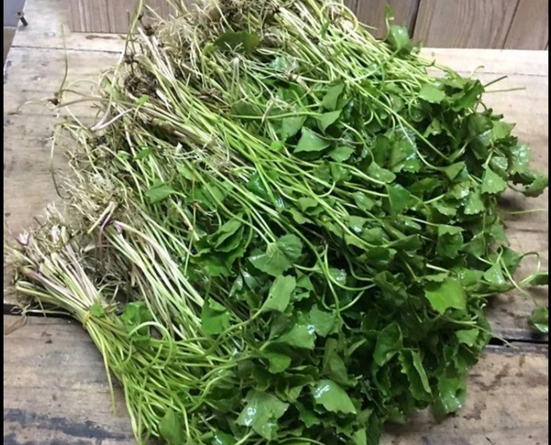 积雪草中药材雷公根新鲜晒干崩大碗草马蹄草破铜钱草中草药地钱草