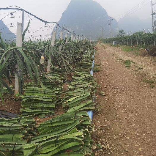 隆安县红心火龙果苗 火龙果苗