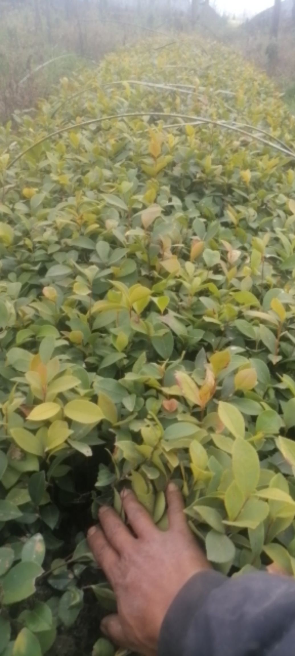 胡椒苗  木姜子树苗(山楜椒树苗