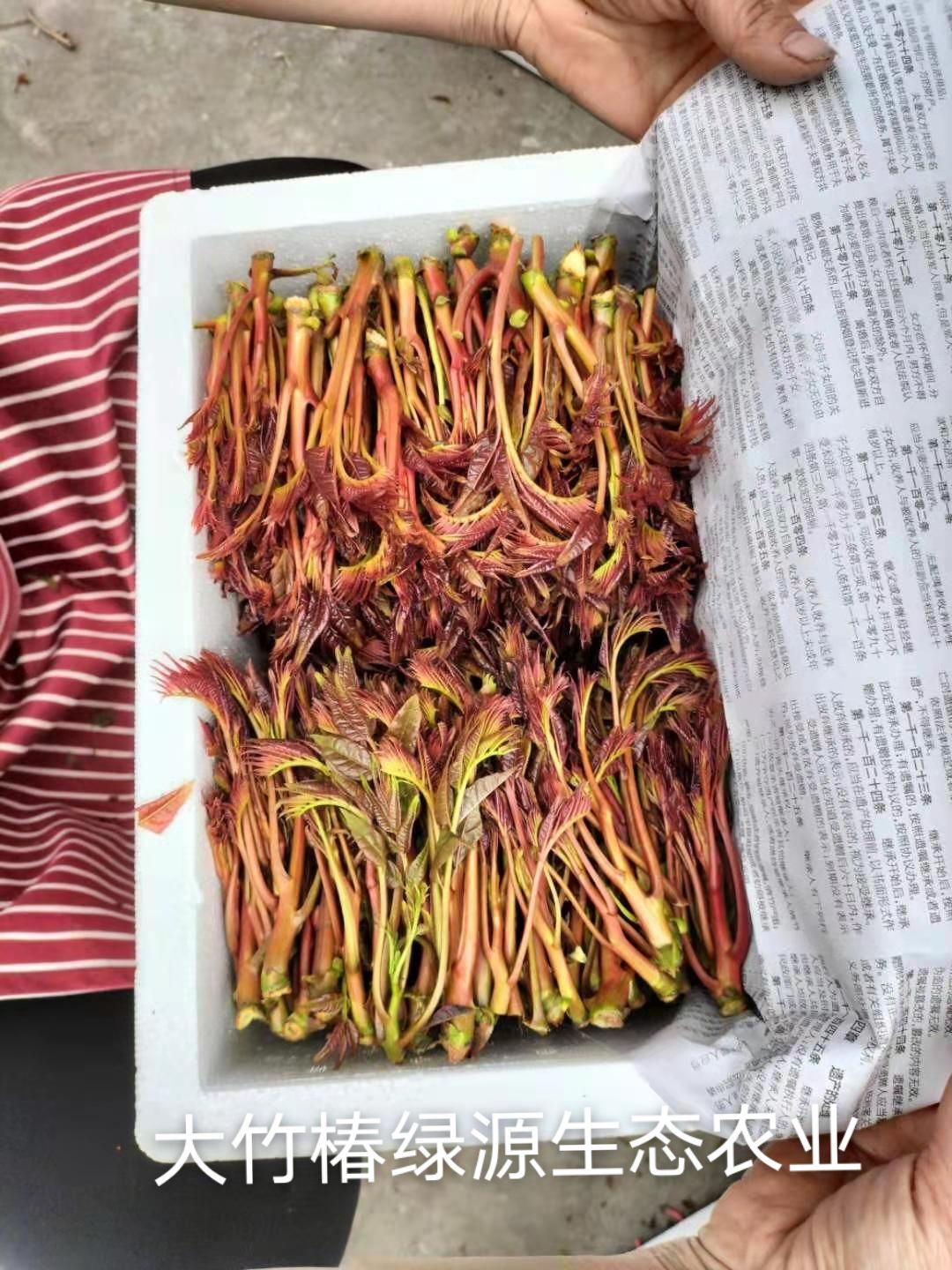  四川大竹红油香椿芽 头茬精品 电商一件代发