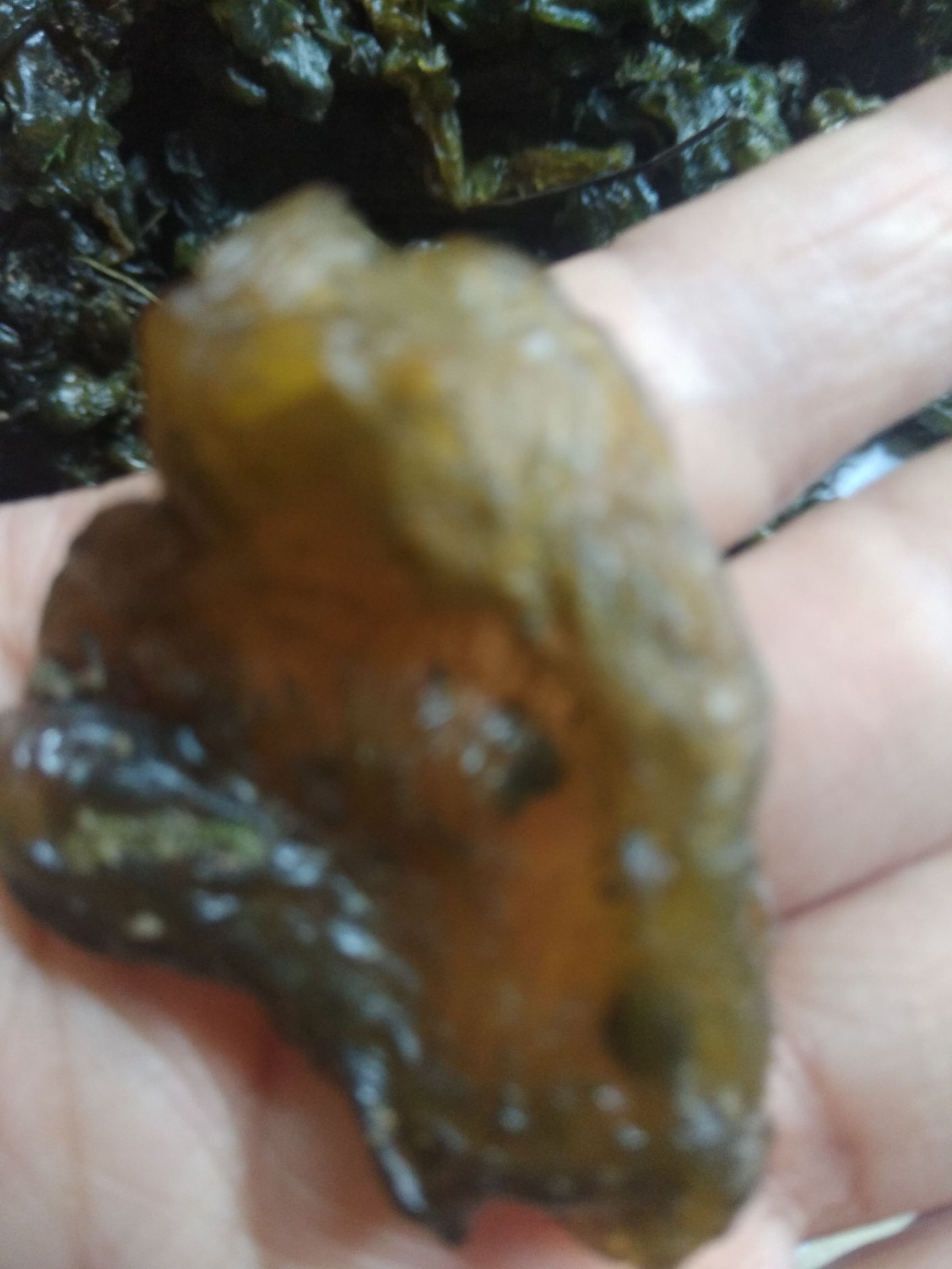 湖南永州新鲜地皮菜。