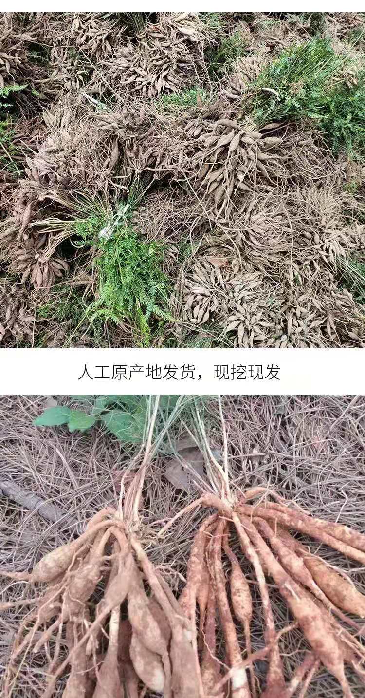 天门冬苗 优质云南大天冬种苗天门冬种苗良种天冬苗提供技术指导