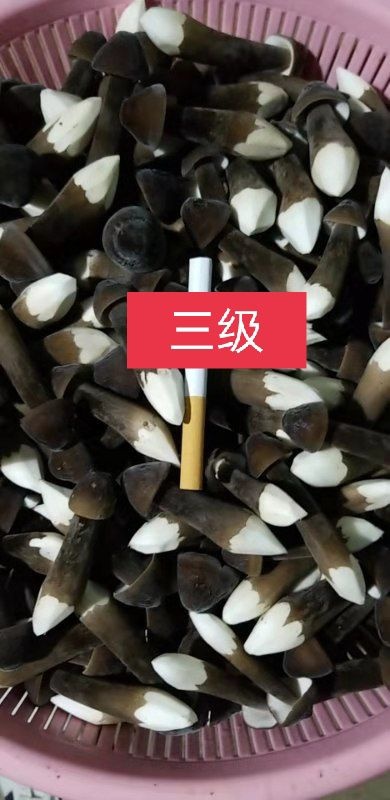 济宁黑皮鸡枞菌