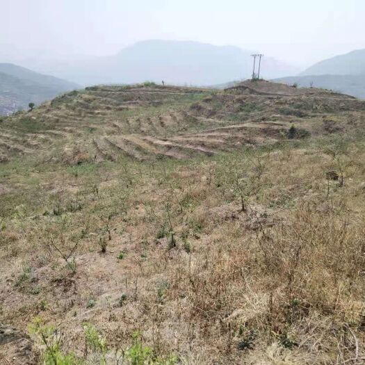 易门县果园  200亩挂果青花椒基地