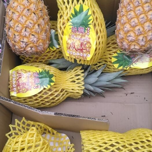 海口菠萝 海南凤梨