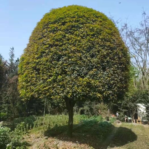 成都其它苗木 桂花，自家基地量大从优，欢迎选购