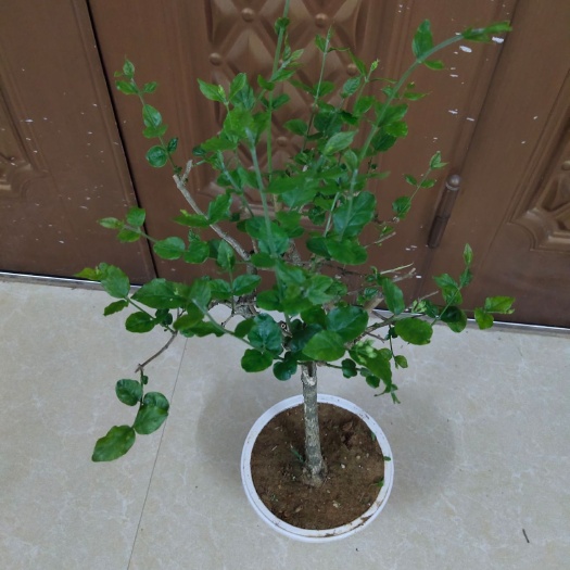 横州市重瓣茉莉 茉莉花独杆