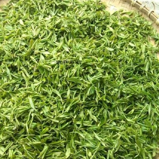 金平县毛尖茶  云南高山茶 天然 野sheng