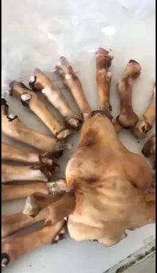 锡林浩特羊头 