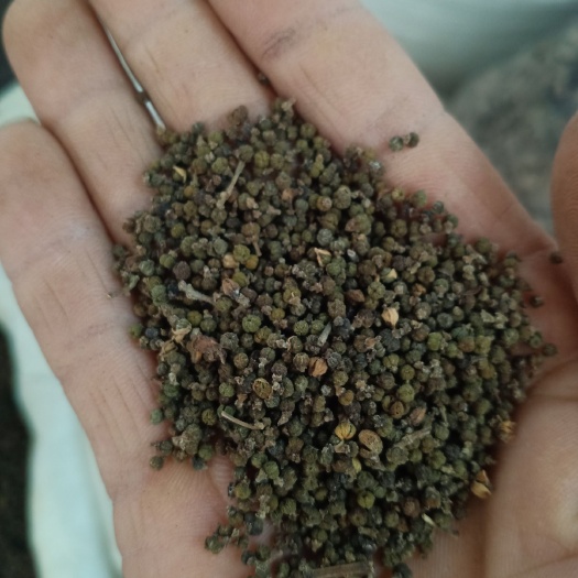 亳州 吴茱萸