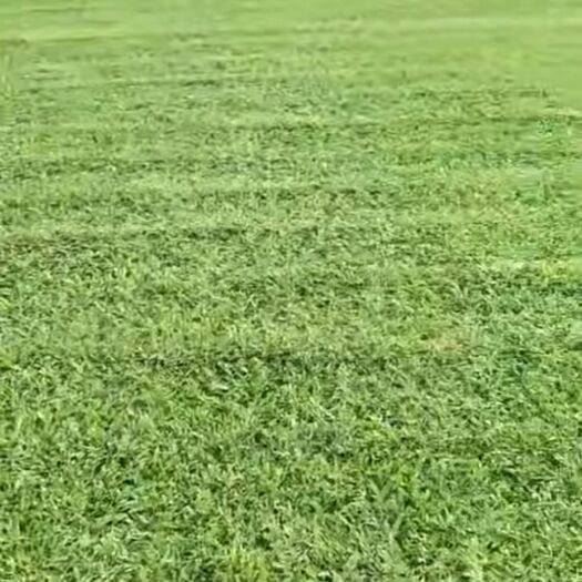 清远马尼拉草皮 马尼拉