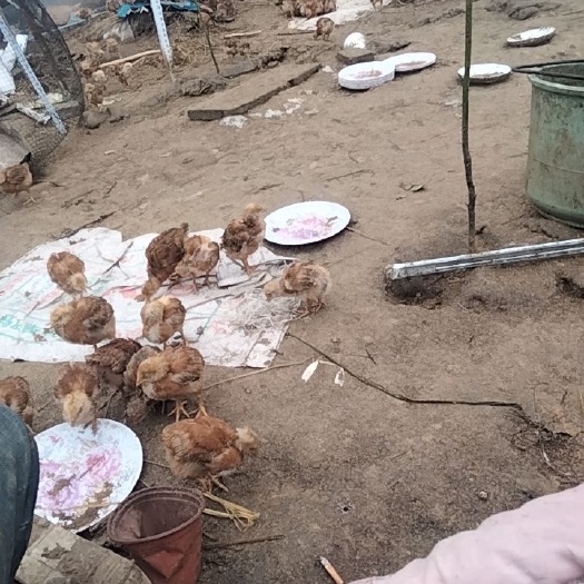 唐河县 脱温三黄鸡苗一个半月龄，150克以上。。