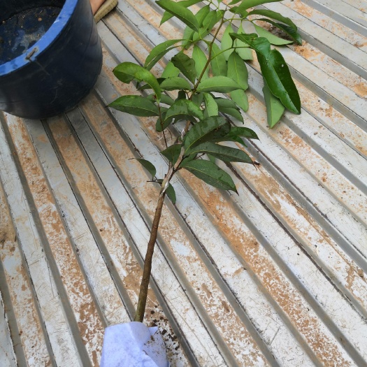 长沙无核荔枝苗嫁接苗