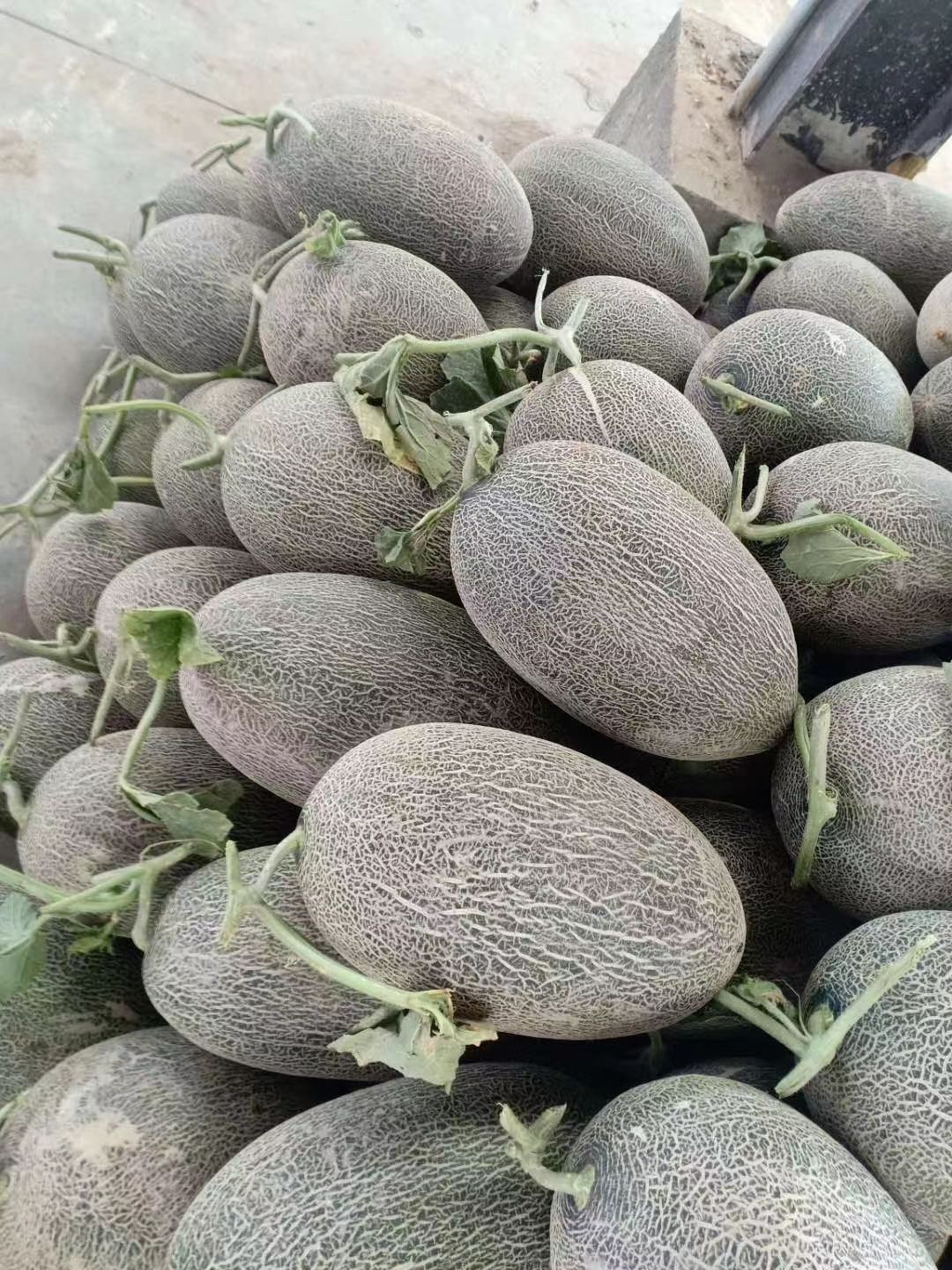 新疆哈密瓜伽师瓜八六王批发零售产地直销口感好服务好欢迎经销商