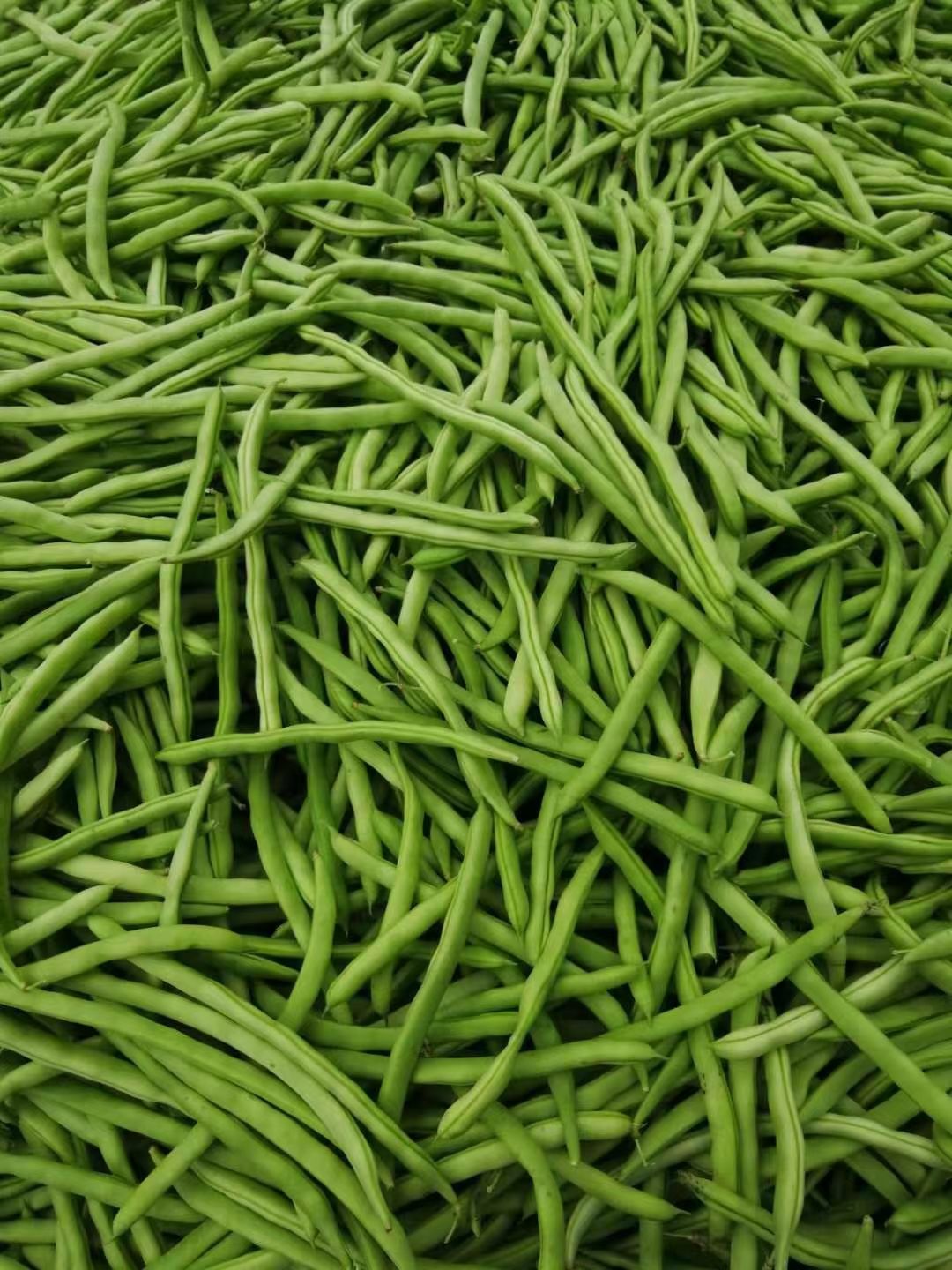 广西柳州四季豆大量上市