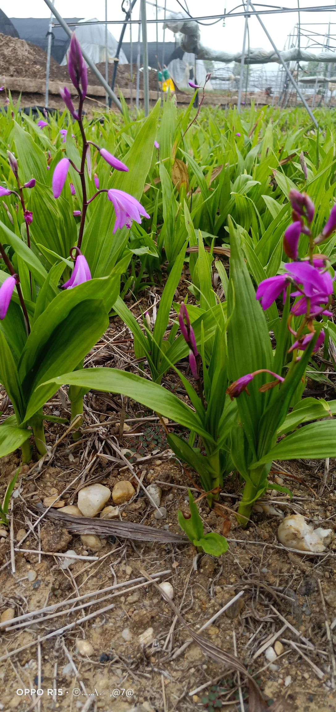 紫花白芨苗