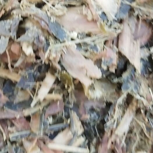乐陵市青储草 优质玉米秸秆柔丝加切段牛羊的必备品需要的老板们尽快下单安排发