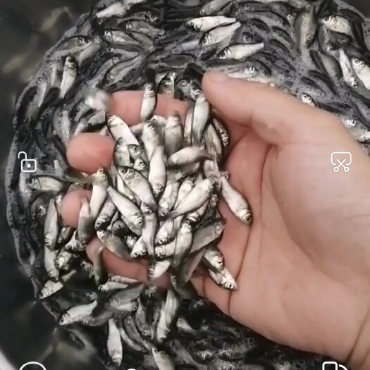 上高县彭泽鲫鱼苗寸片大量供应