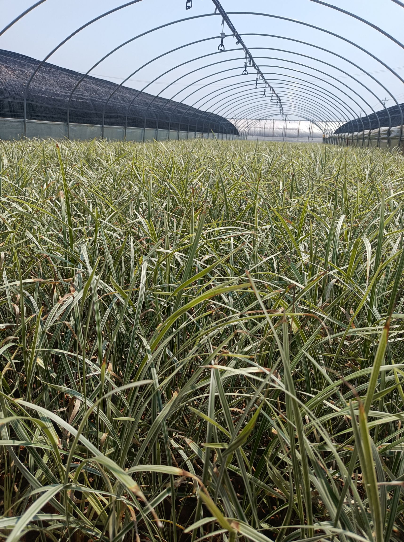 银边草 银边草盆景 常年销售银边草各种规格