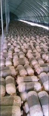 平菇菌种 低价处理一批高温平菇岀菇菌包