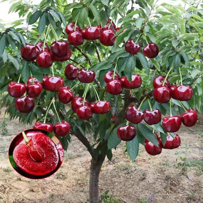 俄罗斯8号樱桃苗  俄罗斯8号大樱桃