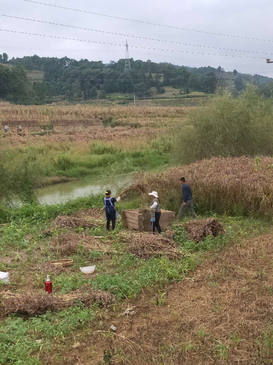 生薏仁  贵州小薏仁米，真空袋包装，纯精选黄米，粒粒饱满，棵