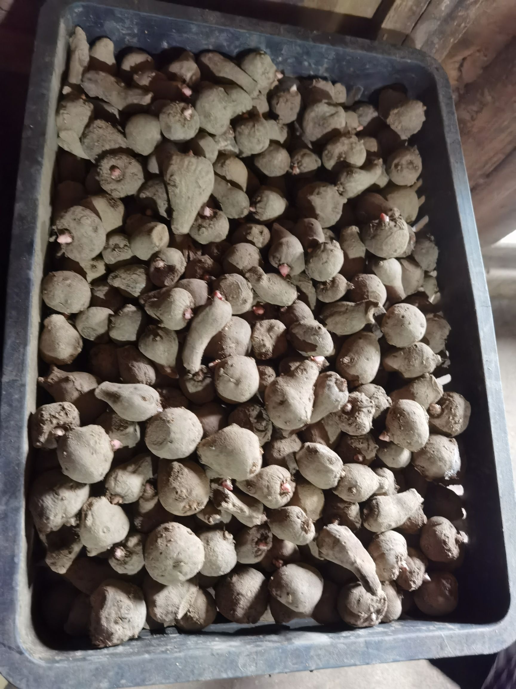 魔芋种子 农户自销价格实惠兴义这边离得近可以直接来看