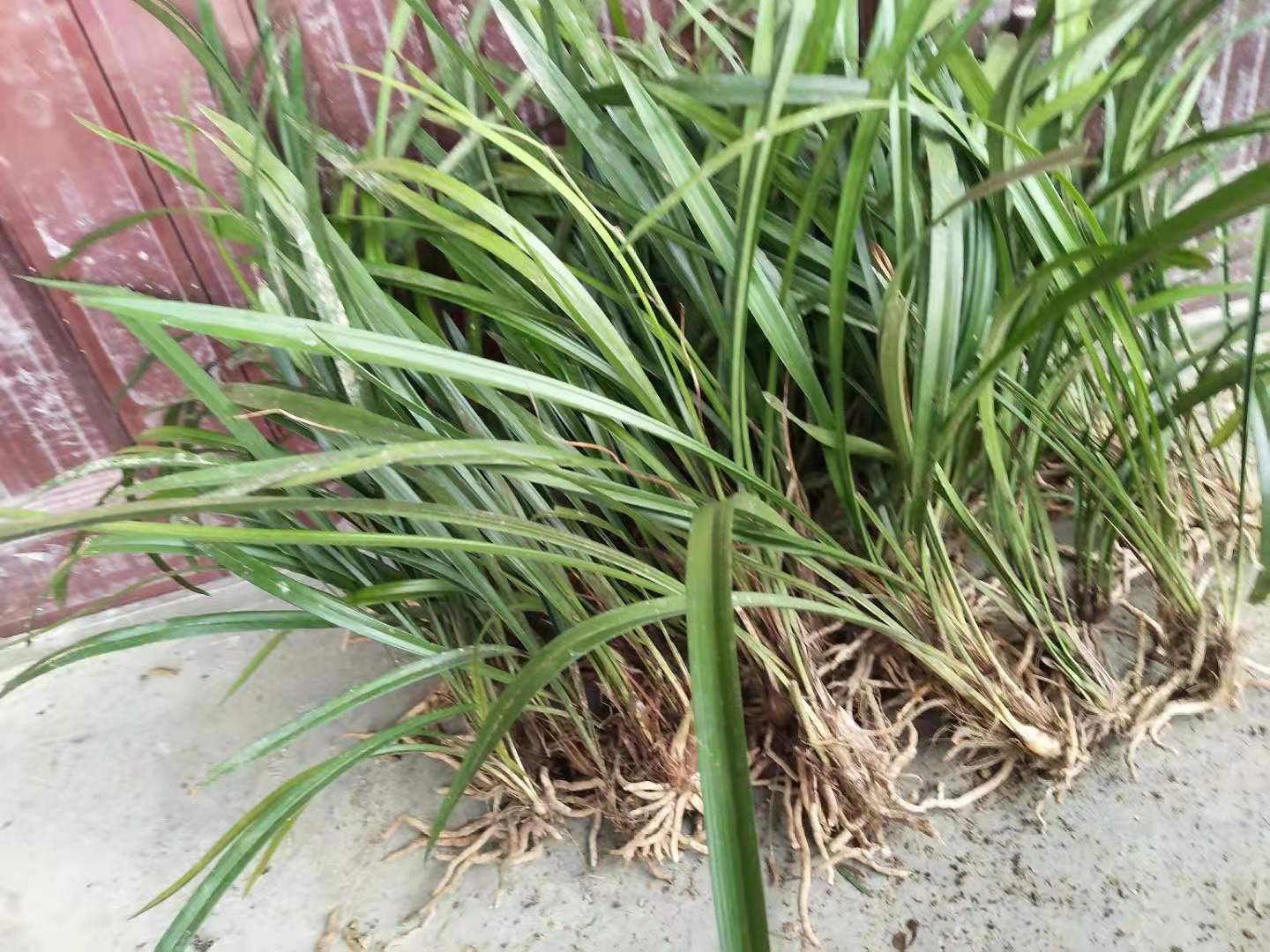 建兰，新上货，浓香型，不香不要钱今天下单送10苗