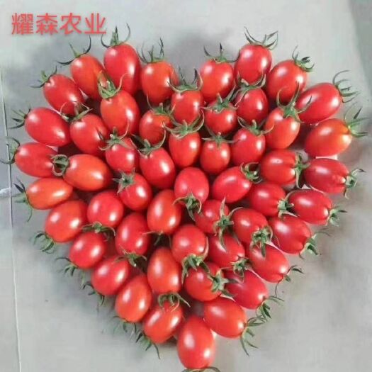 寿光市小番茄苗（圣女果苗）→千禧` 贝贝粉色，黄色，迷彩，绿色