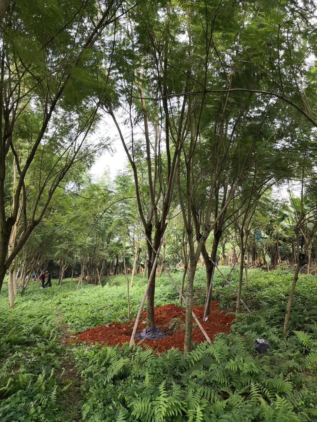 蓝花楹地苗，8-20公分，质优价廉