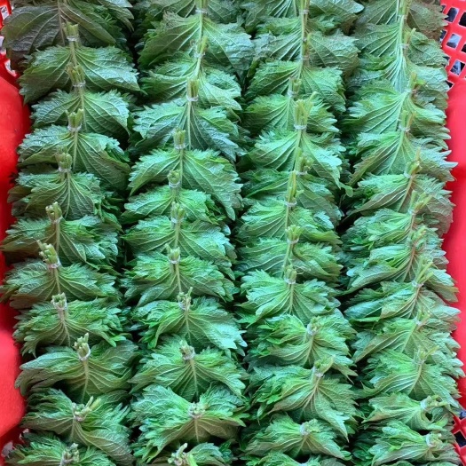 武汉新鲜紫苏  日本紫苏大叶