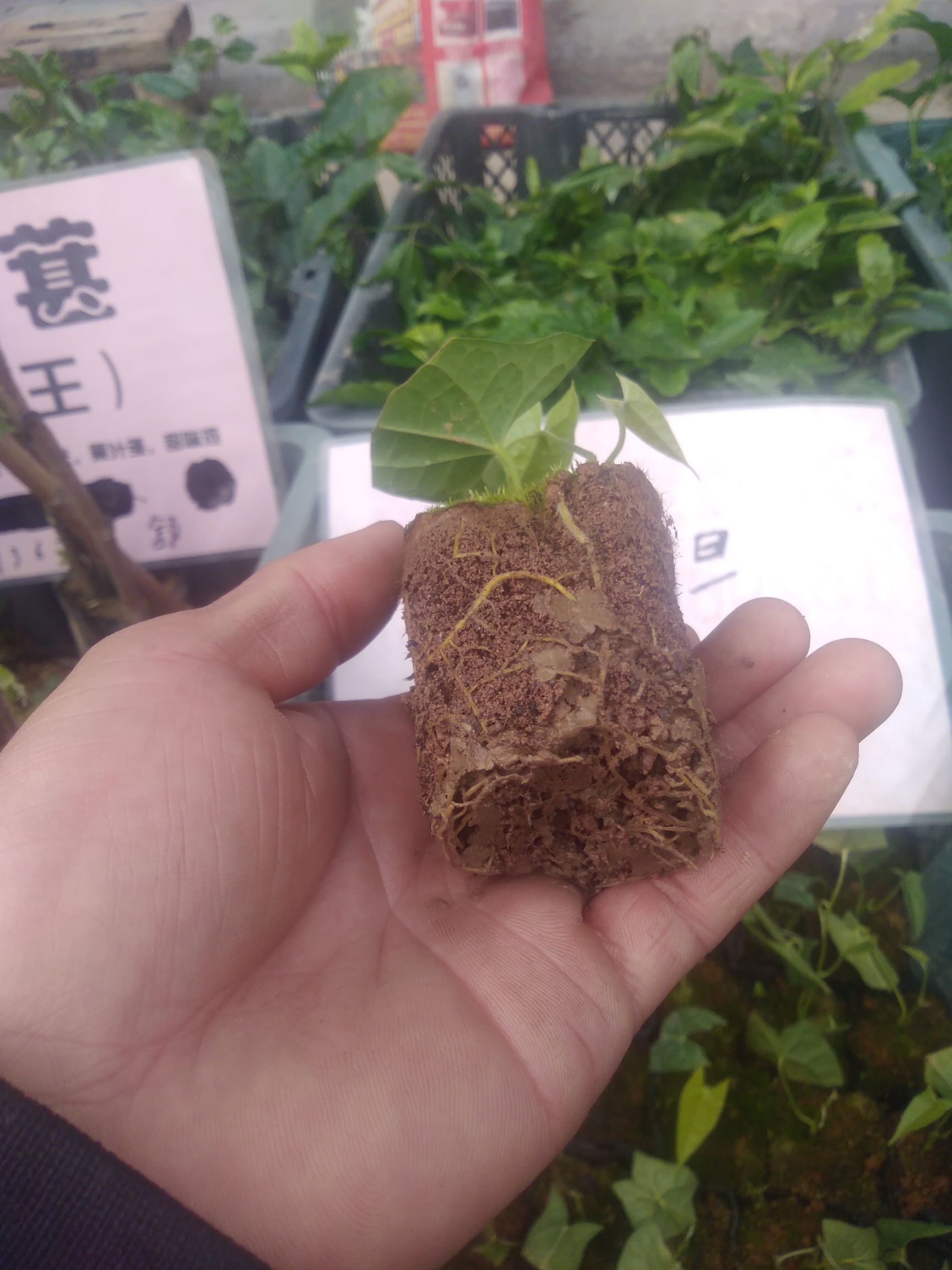 桂林青牛胆种苗  地苦胆苗，金果榄苗