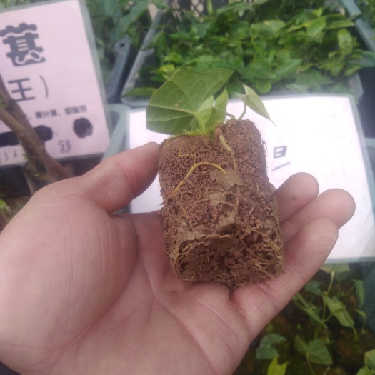 桂林青牛胆种苗  地苦胆苗，金果榄苗