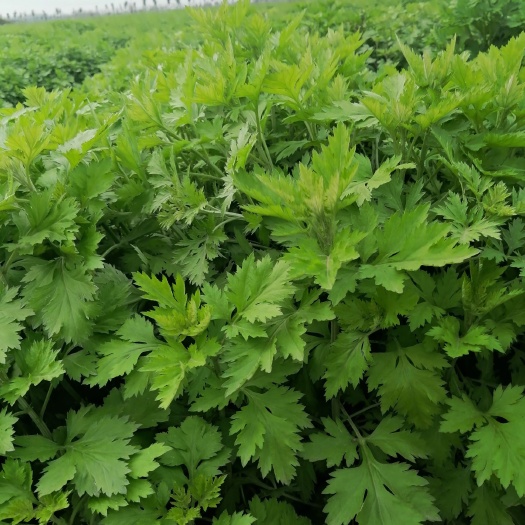 南阳宛艾  大叶艾苗种植正当时