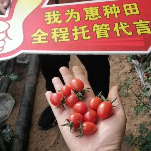 济南粉果番茄  产地直发，新鲜优质，欧盟认证技术托管圣女果釜山88，全年供应