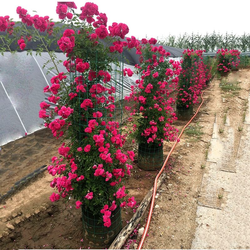 四季爬藤植物木香花苗白黄甜蜜木香红木香白木香浓香植物花卉