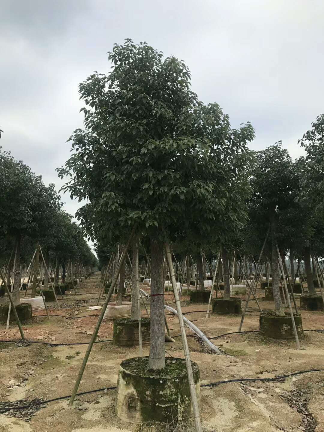 全冠10公分香樟，10公分袋苗香樟