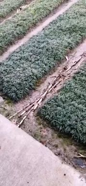 杭州 玉龙草