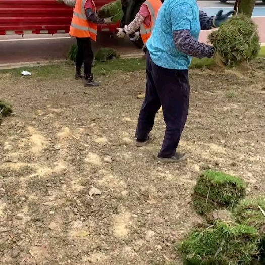 清远马尼拉草皮