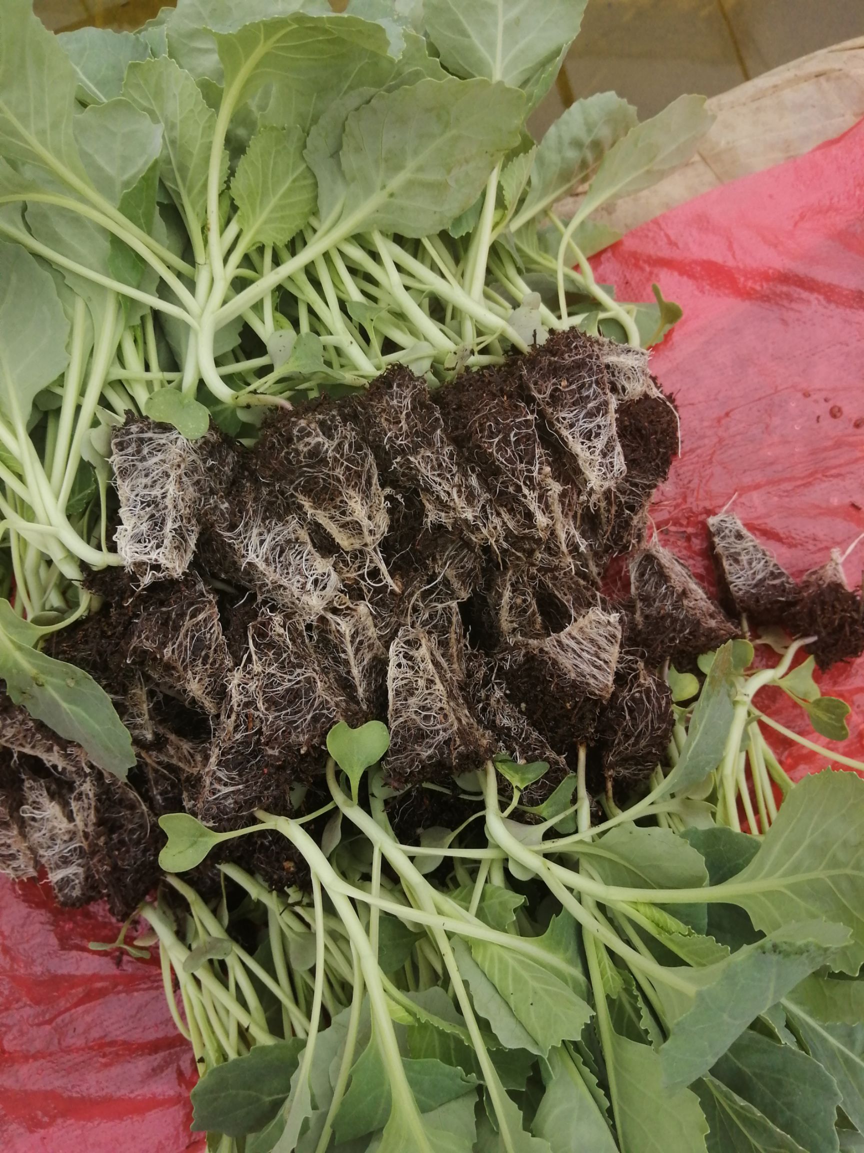 包菜苗 京白菜苗，