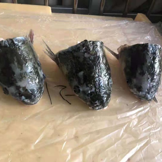 肇庆黄金鲩  脆肉鲩