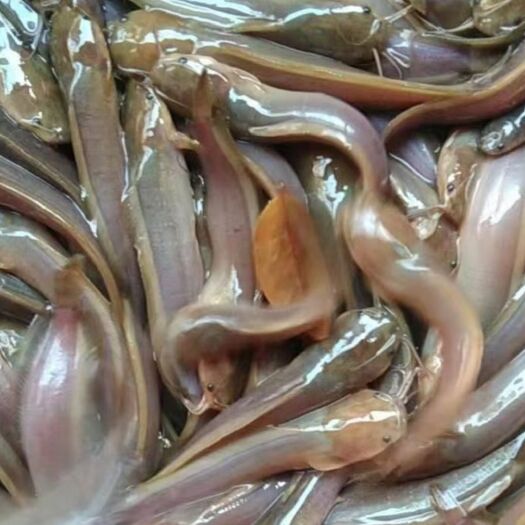 南宁三黄塘虱鱼苗 三黄塘鲺鱼苗，杂交快大。