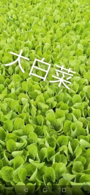 通海县 大白菜苗，