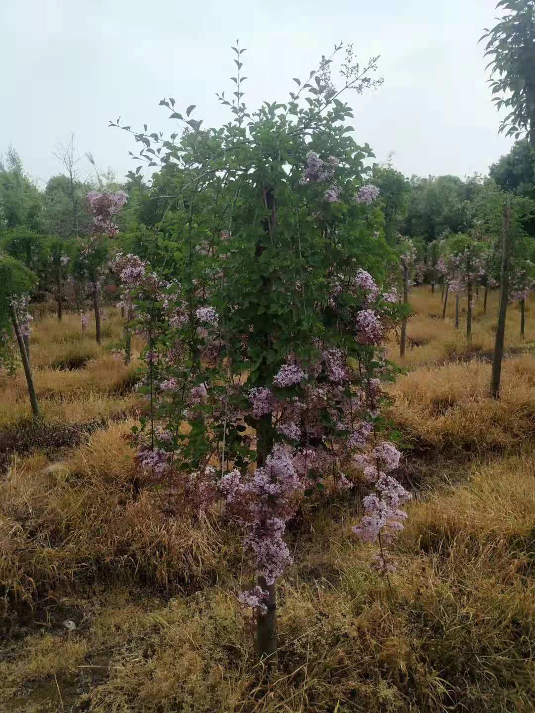 紫丁香种植基地