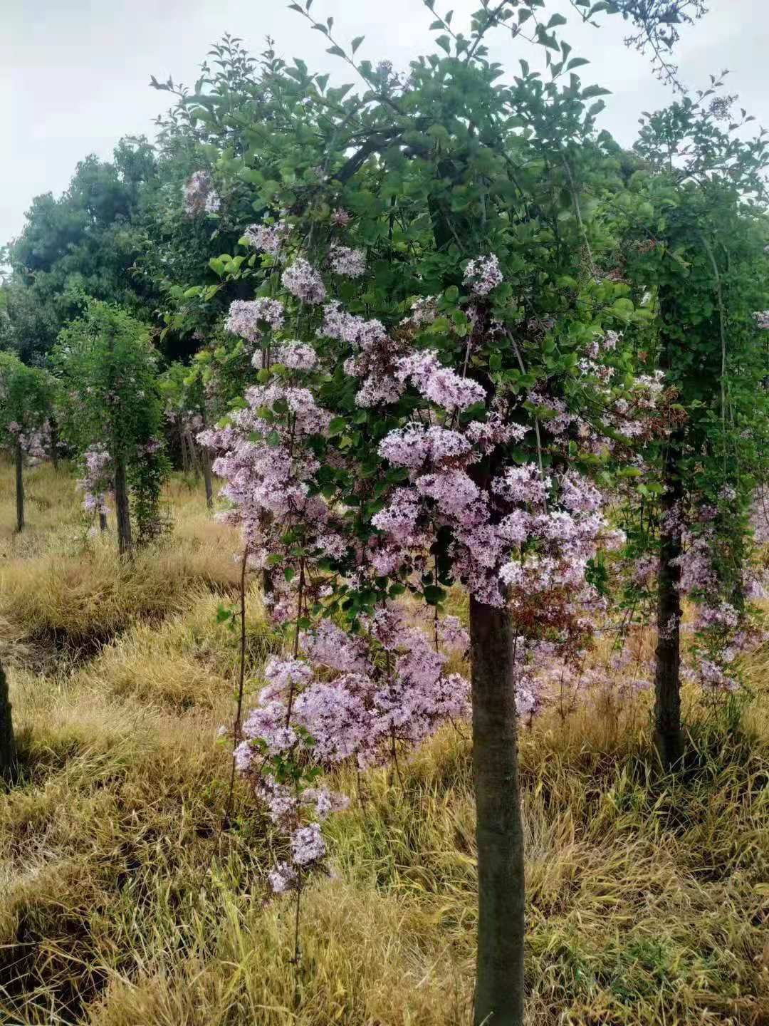 紫丁香种植基地